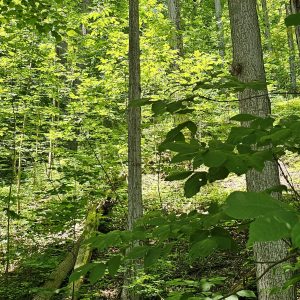 Sampling soil from ecosystems like Green Lakes State Park in NY could help scientists understand climate change.