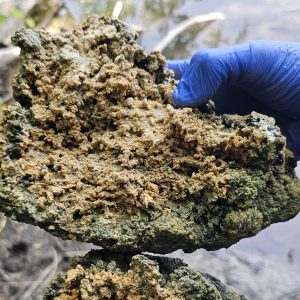 Microbialite structures like this sample from New York could help reveal new info about Earth's earliest life.