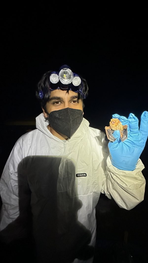 Rishi Misra wearing a protective white lab smock, blue gloves and a face mask along with a head lamp, holding a bat specimen in his right hand.